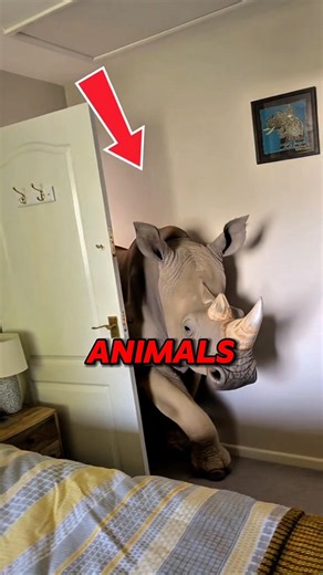 Weirdest Animals On The Planet