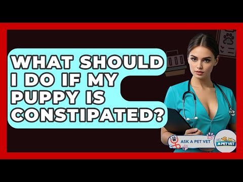 What Should I Do If My Puppy Is Constipated? - Ask A Pet Vet