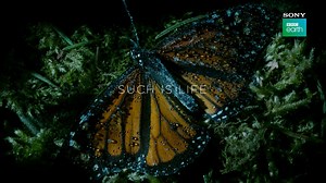 432K views · 514 shares | Life is a journey of ups and downs, good and bad – a journey that teaches every living being how to survive and flourish. Right from the tiniest insects, to the biggest animals and even plants. Witness how they push their boundaries and develop unbelievable survival tactics. This is 'evolution in action', presented by Sir David Attenborough. LIFE - Premieres 6th April @ 9PM. #SuchIsLife | Sony BBC Earth | Facebook