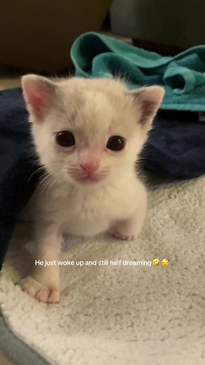 Meet Popo the Polydactyl Kitten in My Backyard