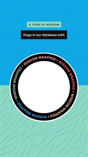 Wisdom Panel™ Pet DNA Tests | All dogs descend from an ancestor of the gray wolf. Some dogs, like the Siberian Husky and Alaskan Malamute, have closer genetic ties to... | Instagram