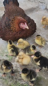 24K views · 834 reactions | Mama Hen Protecting Duck Babies Like Her Own chicks  #chicks #ducklings #babyducks #chicken #hen #hatchingeggs #animalvideos #petvideos #reels | I Love Pets | Facebook