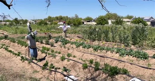 New report highlights Phoenix’s progress in fighting food insecurity over five years