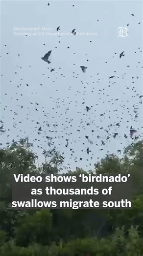 Thousands of swallows migrate over Mass. wildlife refuge
