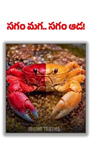 One Body, Two Genders! | Gynandromorphism || Inside Truths