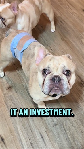 We’re in the trenches #frenchie #fyp #foryou #boydog | frenchie