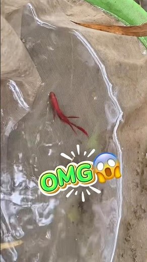 Catching wild betta fish in the stream.🐠 #bettafishtank #wildbetta