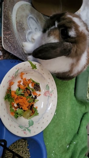 Supervisor Nemo making sure MILKSHAKE eats her breakfast or else 💪🏽😺😅