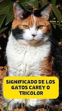LOS GATOS TRICOLORES Y SU SIGNIFICADO ESPIRITUAL 🐱🍀 #gatos #gatocalico #carey #calico,