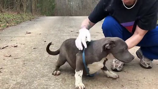 Bully Puppies For Sale