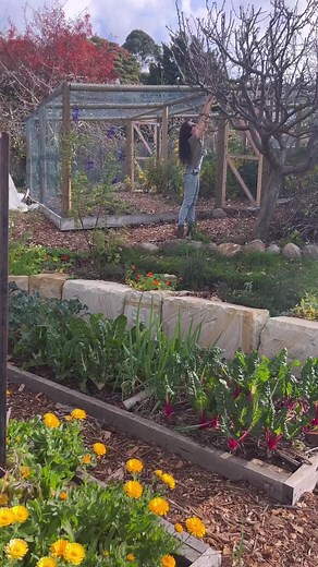 Watch @my_urban_edible_garden use the 36V HP™ 40MM Crushing Shredder to tidy up after pruning her fruit trees. "The shredder runs on batteries, making it portable all around my garden. I processed everything from tough corn stalks to thick branches and ended up with a coarse mulch, ready for composting." Convenient, portable & battery powered - your new go to gardening hack for organic waste. Are you a #RYOBI garden guru? Head to our website to learn more. | RYOBI Australia