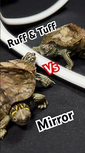 Ruff & Tuff VS Mirror!