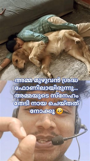 അമ്മയുടെ ശ്രദ്ധ വേണം 🥺 #shorts #dog #amma #explore #newtrend #goldenretriever