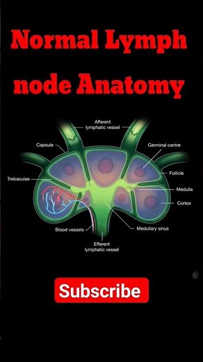Normal Lymph Node Anatomy | Lymph Node #shorts #radiology #lymphnodes
