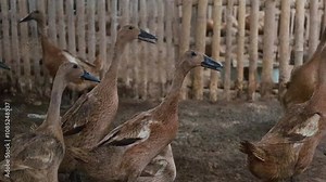 Anas platyrhynchos domesticus, a runner duck is cultivated in a bamboo cage, to take its eggs and meat. Indian Runner Duck Stock Video