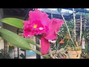 Review Anggrek Cattleya King of Taiwan