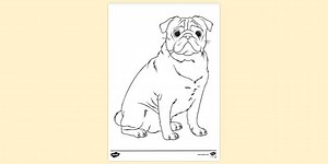 Unhappy Dog Pug Colouring Sheet