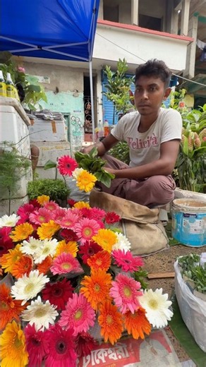 Pure Rainbow Magic! 🌸 Colourful Gerbera Varieties at Imtiaz Da's Nursery Galiffstreet! 😲💥