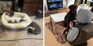 15 Hilarious Moments Of Animals Being Huge Jerks