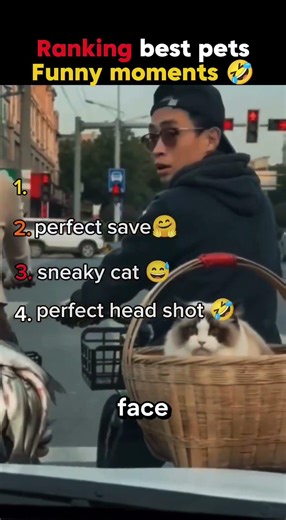 Ranking best pets Funny moments #shorts