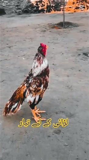 Java Murga aseel murga #viral #foryou #100k #views #Javamurga #aseel