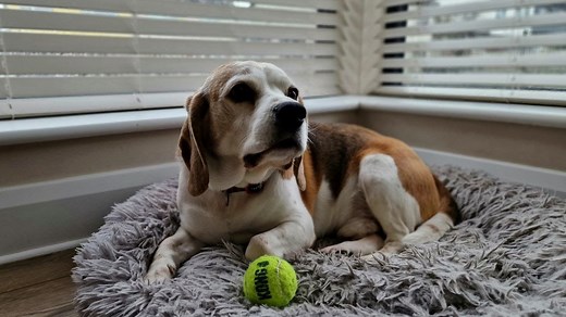 Midnight squeaks reveal my beagle’s secret training plan