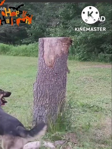 Dog chasing squirrel around the tree