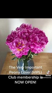 Are you a Peony Lover 💕 I can turn you into a VIPL - A Very Important Peony Lover. ❤️ To join this exclusive club take a trip to my website shop to start your VIPL experience. You will receive a box of peonies per week for 4 weeks over the peony season. Deliveries are made by Royal Mail first class post and will Be dispatched normally on a Monday to arrive either on the Tuesday or Wednesday. Each box contains 2 bunches of 5 stems of peonies and will be different from the last one. Festiva Maxim