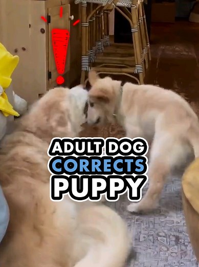 Effective Puppy Training With Balanced Adult Dogs