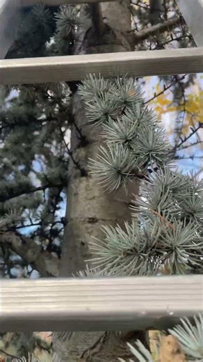 Cedrus atlantica "Glauca' - 20+ yrs old