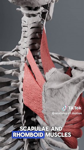 Causes of Shoulder Pain: Immovable Scapula & Its Impact on Scapular Mobility