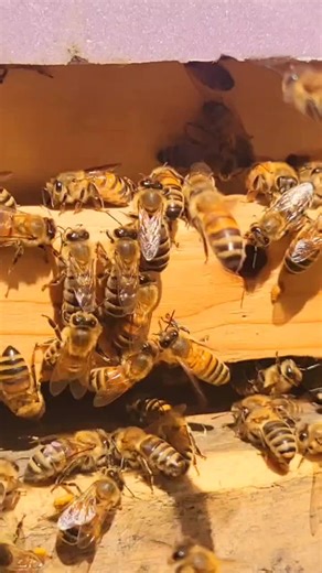 when the girls stand at the entrance with their bvtts (abdomen) in the air, and it looks like you can see a small white-ish yellow-ish gland sticking out between their skin plates when they bend themselves, and they are fanning their wings away from the hive entrance while facing the entrance.. These bees are spraying and fanning a guidance pheromone called the Nasonov Pheromone.. This helps the stragglers and new forager bees to get back home easily, like giving them an easier orientation for t