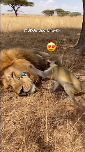 MONKEY and LION ALWAYS FUNNY 😂🐒🦁 #funny