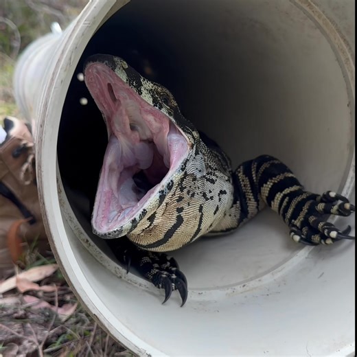 Lace monitor rescue & release , well done to all involved including the bystander who stopped and gave me a call when they seen a lace monitor being clipped by a car on old south Road . Also a big thanks to Charlie & the team at southern highlands vets on Berrima road. Lace monitor will get his bearings back & live another day . Just as long as he stays off the road 👍🦎 #southernhighlandssnakecatchers #southernhighlands #southcoast #shoalhaven #australia #wildlife #lacemonitor | Southern highla