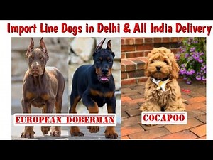 Import Bloodline Dogs in Delhi 🐾 All India Delivery 🚚