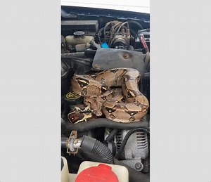 Boa Constrictor Found Under Car Hood In Stoughton
