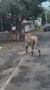 181K views · 5.5K reactions | Gir Lion National Park on Reels | Facebook