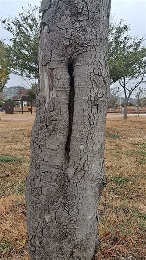 Tree trunk with vertical frost crack