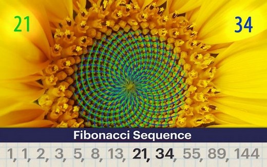 纪录片.大自然的数学.2017[全2集][高清][生肉]