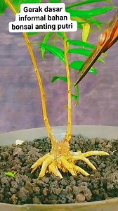 6.1K reactions · 38 shares | Membuat gerak dasar pada bahan bonsai #viral #fyp #reel #bonsai #bonsaiantingputri #bonsaimame #gerakdasarbonsai #programbonsai #belajarbonsai #bonsaiart #bonsaitree #bonsaishito #bonsaiwork #inspirasibonsai #tutorial #bonsaitips #fbpro #fbreel #fbfyp #reeltrending #trending | Danny Adrian | Facebook
