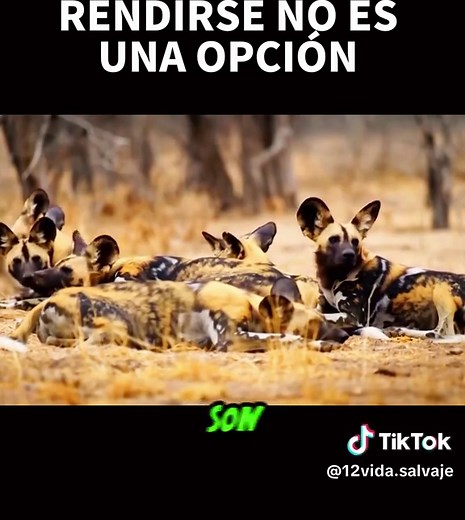 El Tejón de la Miel: Curiosidades Fascinantes