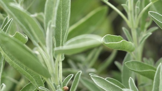Sage | An Herb with Culinary & Medicinal Uses | Britannica