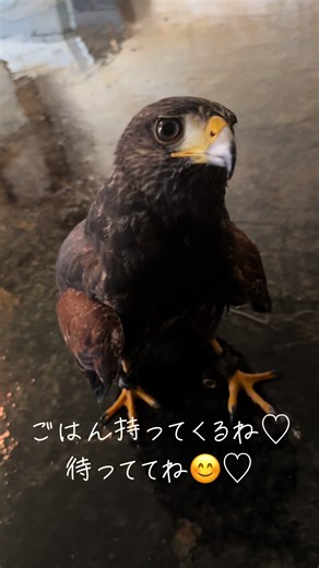 ごはんがもらえるまでひよこ🐣になりきるハリスホーク