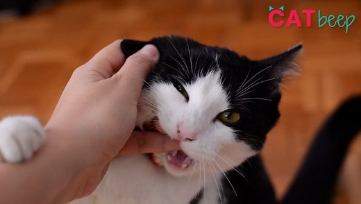 Why Does My Cat Bite Me Gently And Lightly? Cat Love Bites! - Cat Beep