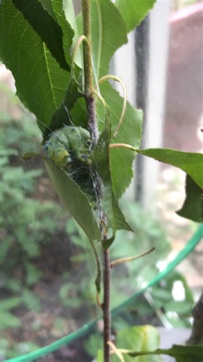 August 2023 - Larva (caterpillar) preparing its cocoon | Irvine Nature Center