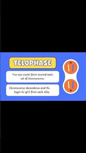 Stages of Mitosis (Part 2) – Anaphase to Cytokinesis