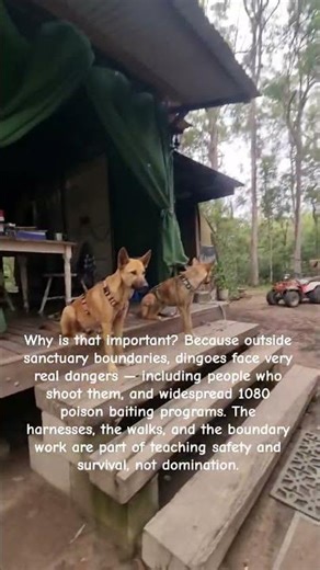 Tinana Creek Sanctuary — Where the Dingo Know They Are Safe