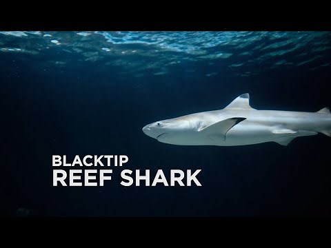 Sponsor an Animal - Blacktip Reef Shark