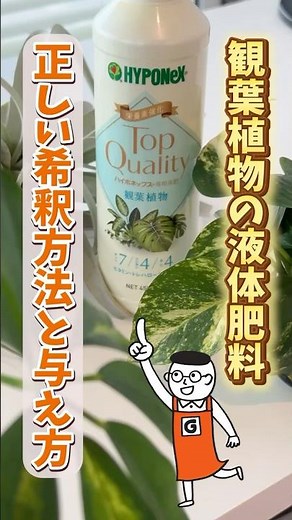 観葉植物初心者必見！ハイポネックスの液肥の正しい薄め方と使い方 #おすすめ#希釈方法 #液体肥料 #固形肥料