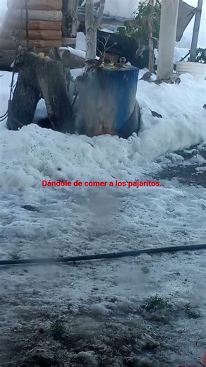 dándole de comer a los pajaritos..
